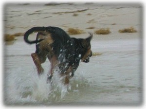 Let your dog enjoy the beach too! Pet friendly Beach!