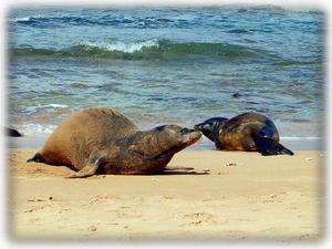 Monk Seals just below the Lanai