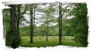 Take a stroll through the glades